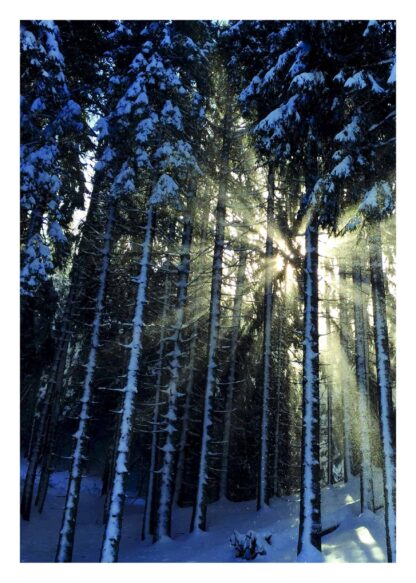 Sunshine through snowy woods poster