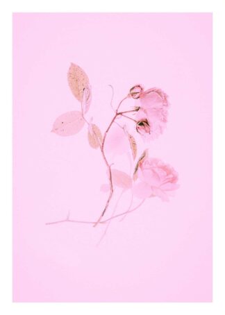 Pink flower on pink background poster