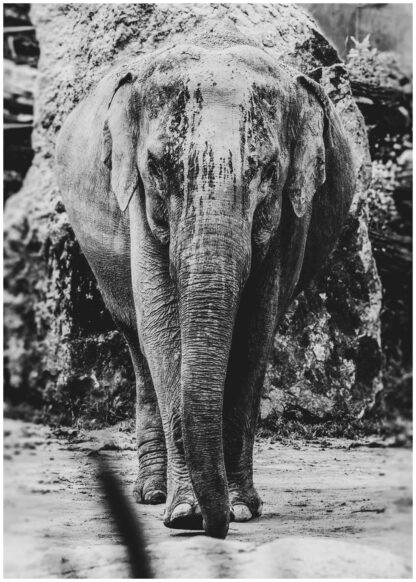 Monochrome elephant poster
