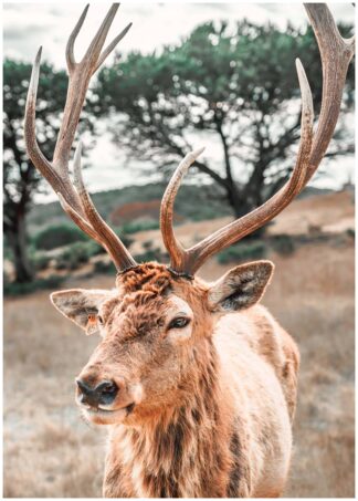 Deer antlers poster