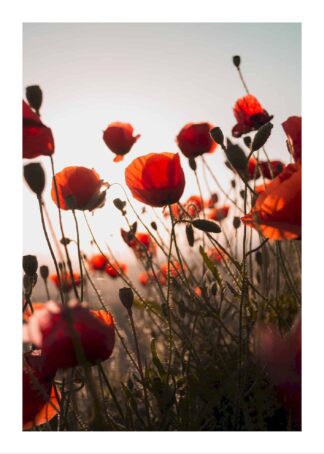 Red flowers in sunset poster