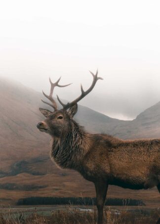 Elk in shaded landscape poster