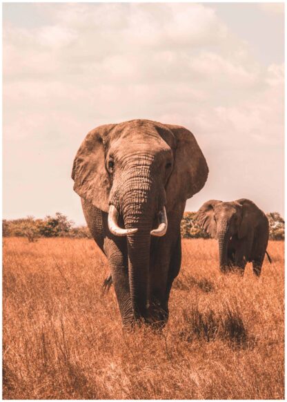 Approaching elephant poster