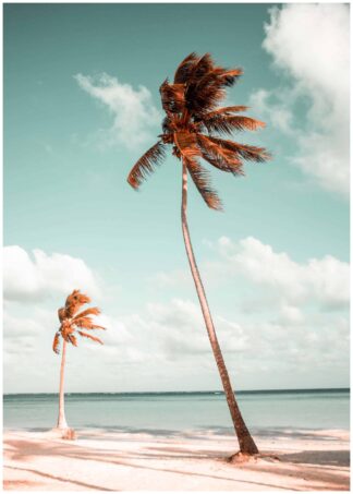 Palm trees on beach poster