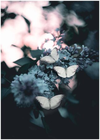 Butterflies poster