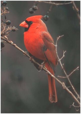Red bird poster