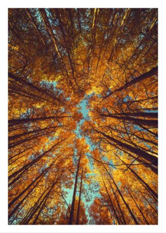 Autumn trees from below poster