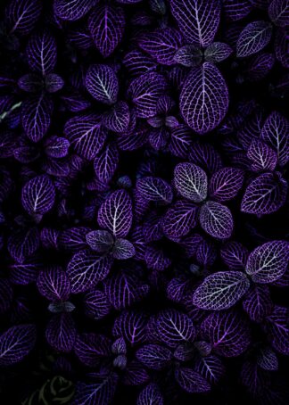 Purple leaves close-up poster