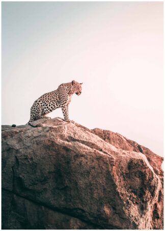 A leopard on top a rock poster