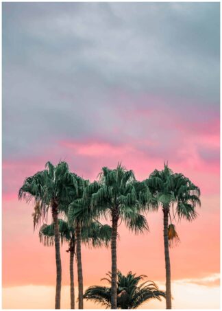 Palm trees on sunset poster