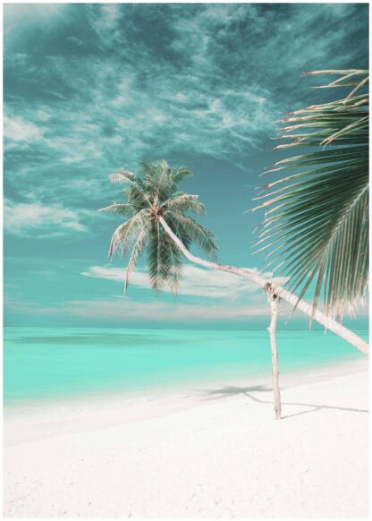 palm trees on white beach poster