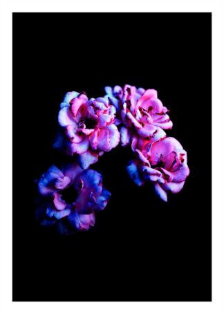 Pink flowers on black background poster