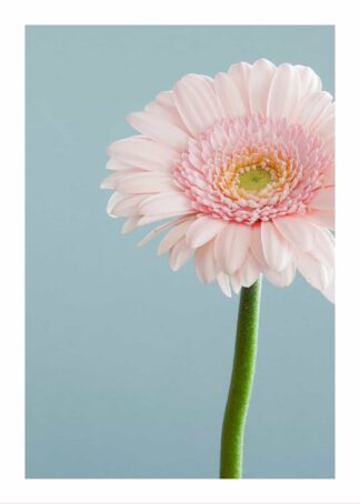 Pastel flower poster