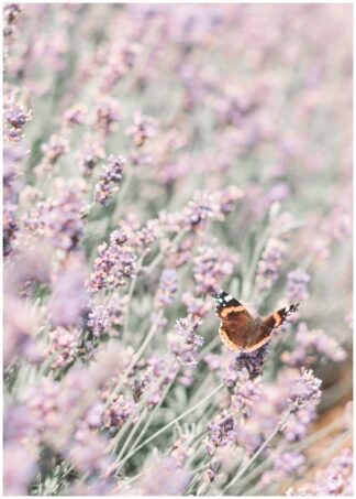 Butterfly on blossom poster