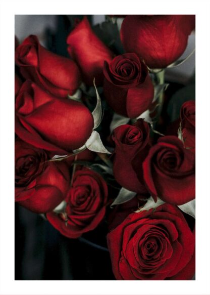 Red roses poster