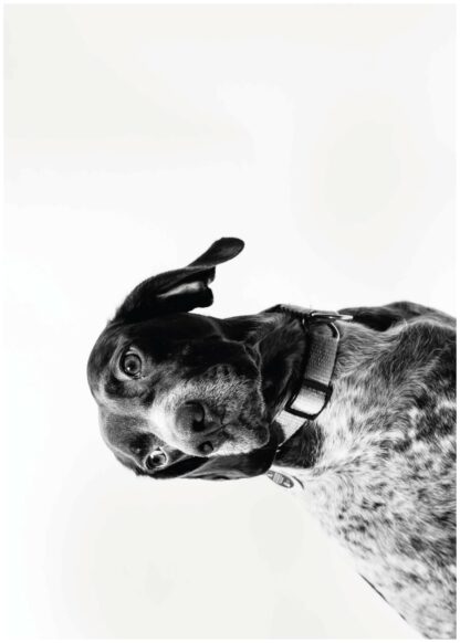 Hound dog portrait poster