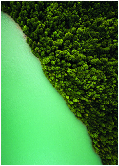 Green vegetation at river bank poster